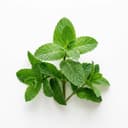 Mint Leaf Decoration